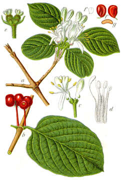 Image of dwarf honeysuckle