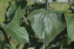 Image of Salvia mexicana L.