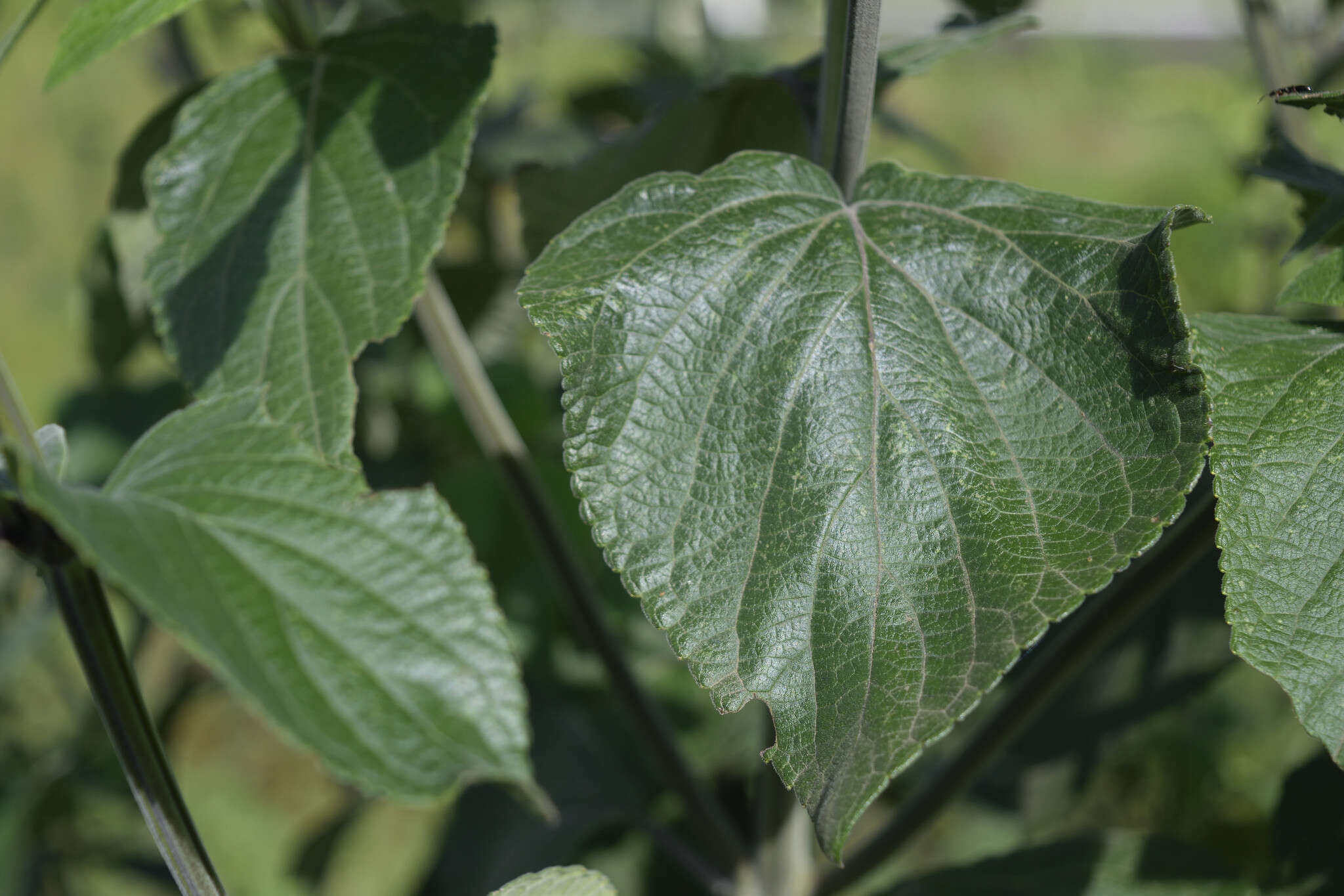 Image of Salvia mexicana L.