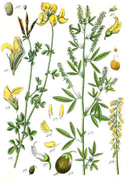 Image of Common Bird's-foot-trefoil