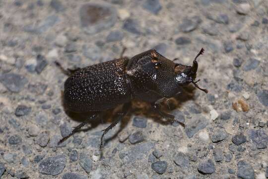 Image of Rugose Stag Beetle