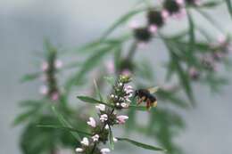 Image of Bombus flavescens Smith 1852