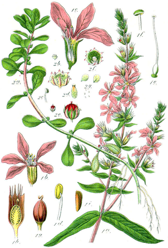 Image of Spatulaleaf Loosestrife