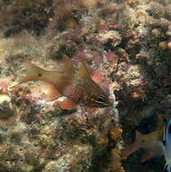 Image of Norfolk cardinalfish