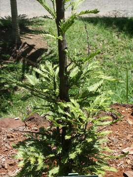 Plancia ëd Retrophyllum comptonii (J. T. Buchholz) C. N. Page