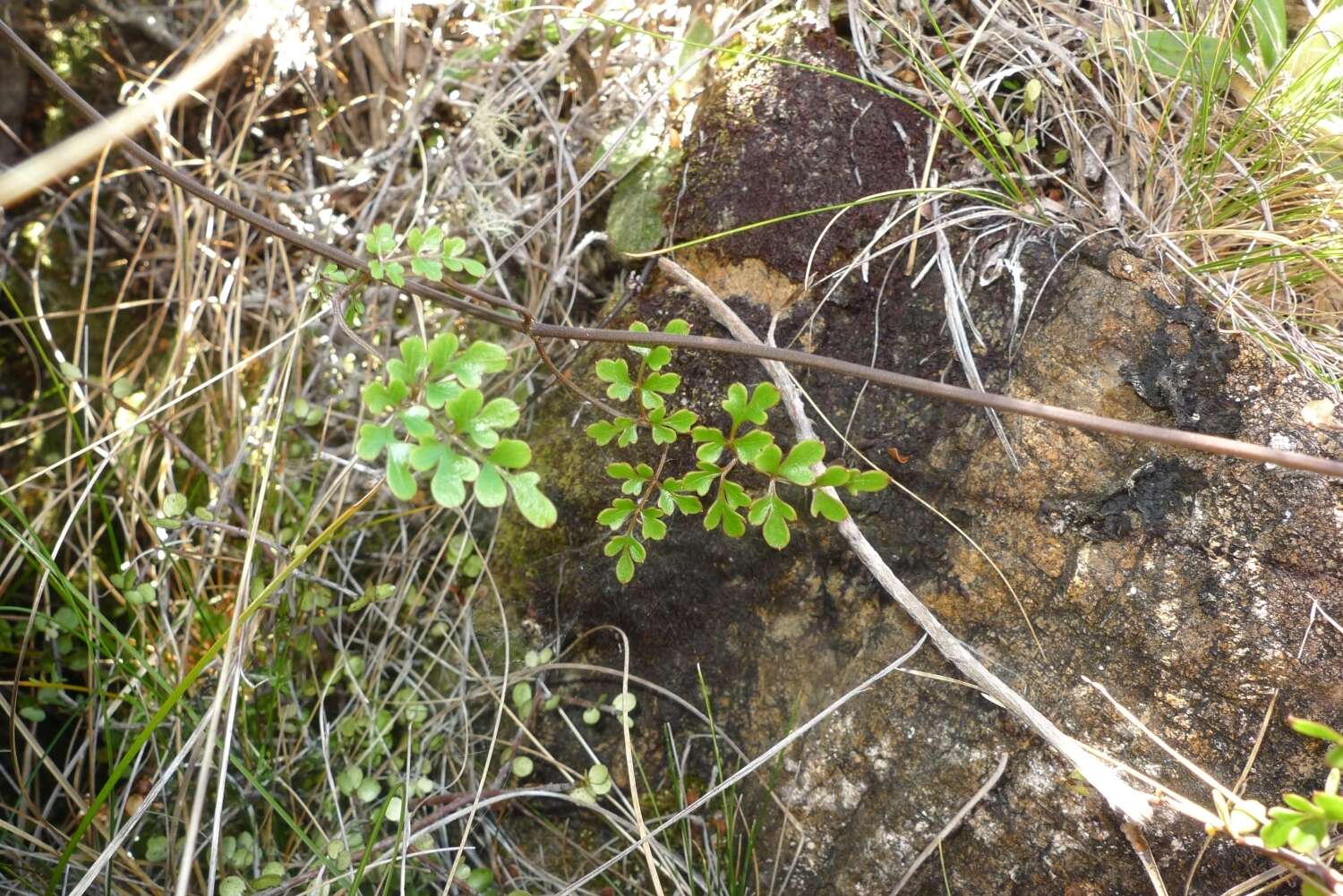 صورة Clematis forsteri J. F. Gmel.