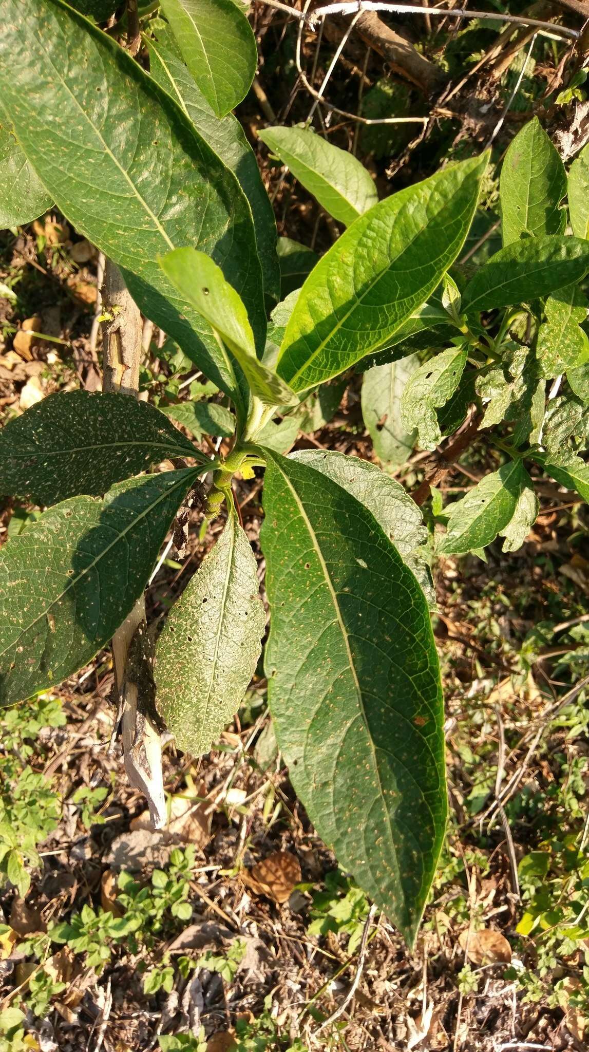 Image of Trichodesma calycosum var. formosanum (Matsum.) I. M. Johnst.