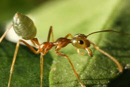 Image of Asian Weaver Ant