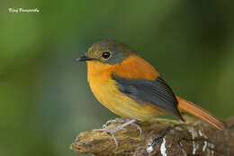 Image of Black-and-orange Flycatcher