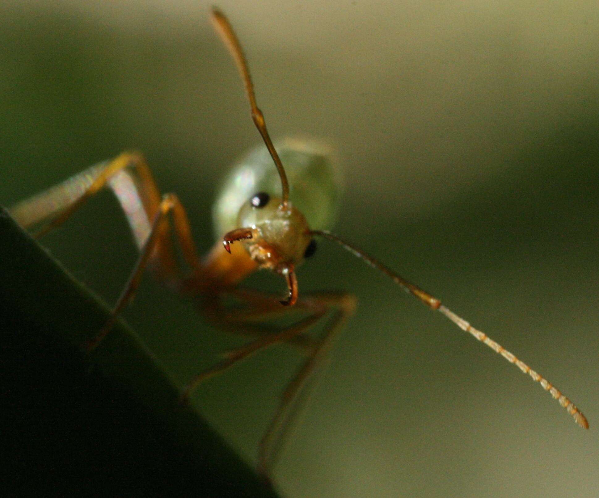 Image of Asian Weaver Ant