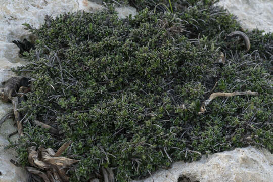 Plancia ëd Lithodora hispidula (Sm.) Griseb.