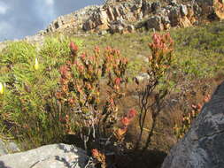 Image of Leucadendron nervosum Phillips & Hutchinson