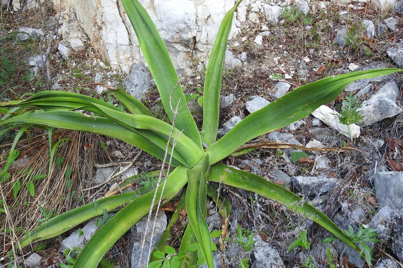 Image of Grijalva's agave