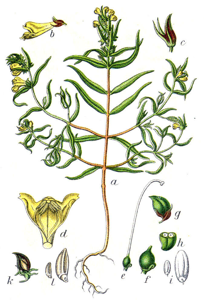 Image of Small cow-wheat