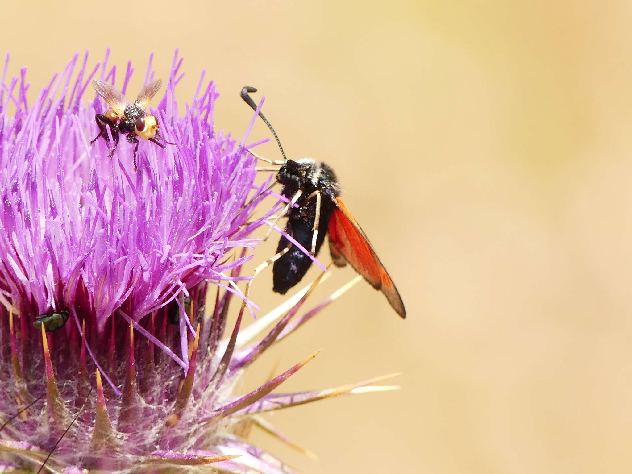 Image of Zygaena punctum Ochsenheimer 1808