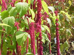 Image of love-lies-bleeding