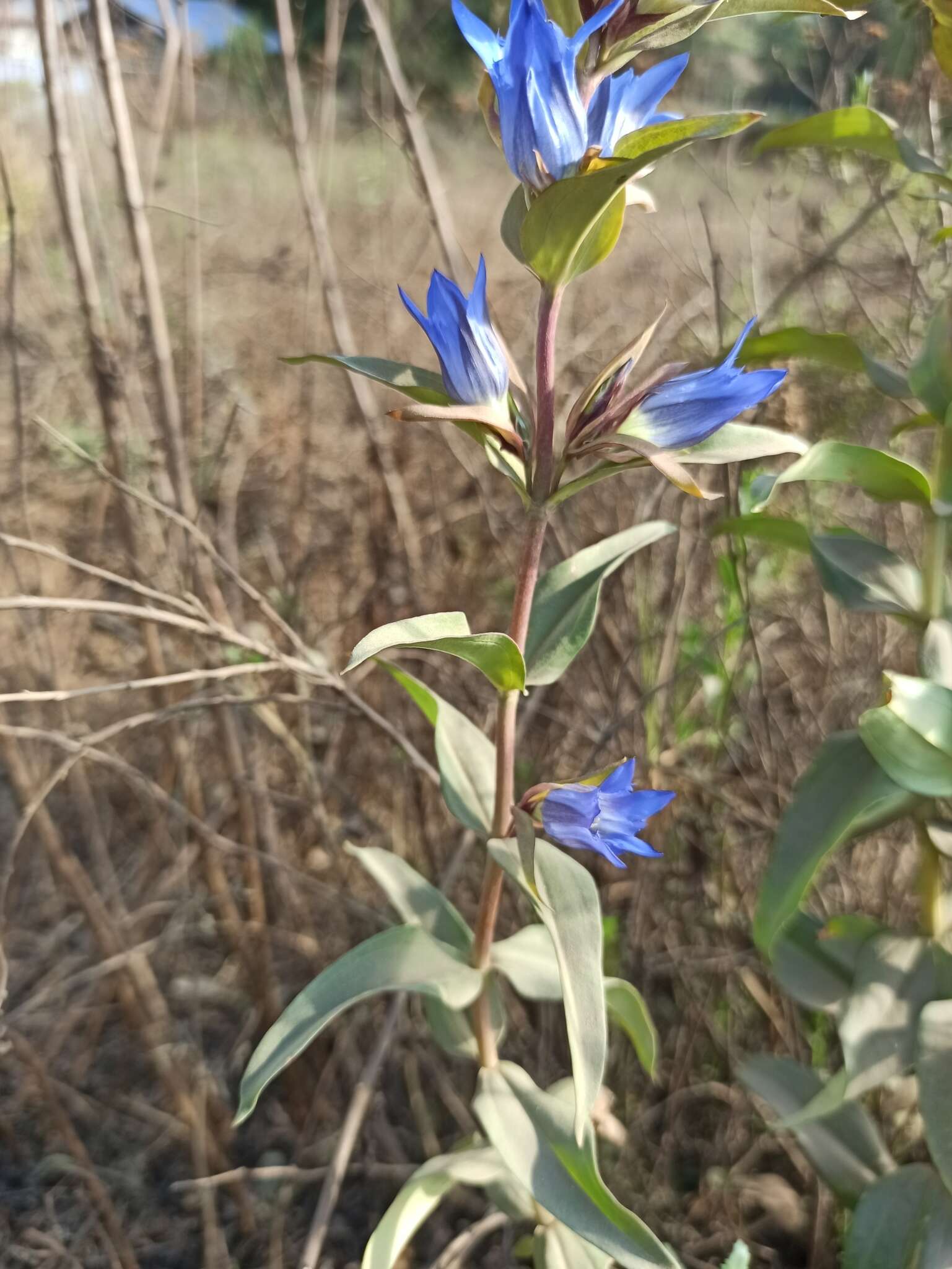 Image de Gentiana spathacea Kunth