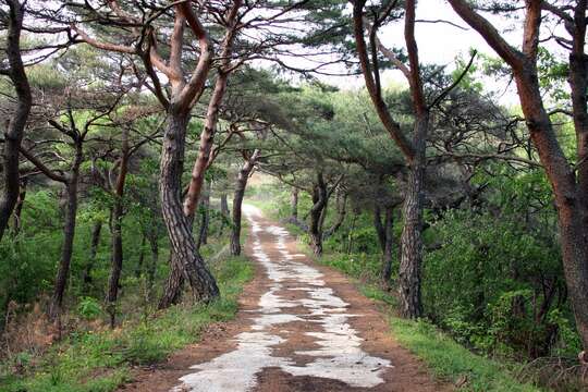 Image of Japanese Red Pine