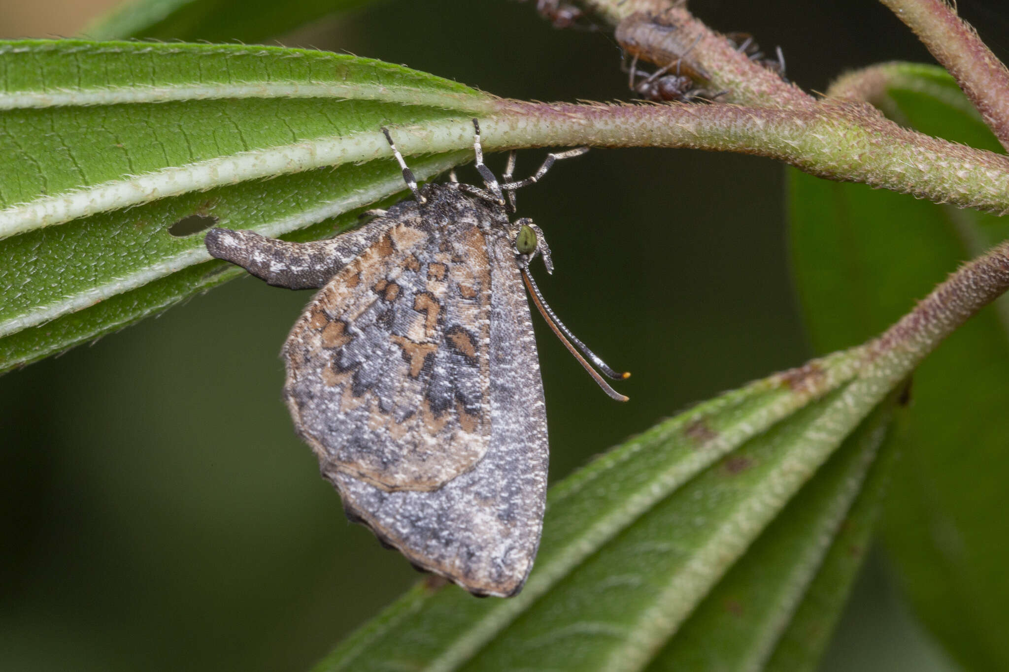 Image of Logania marmorata damis Fruhstorfer 1914