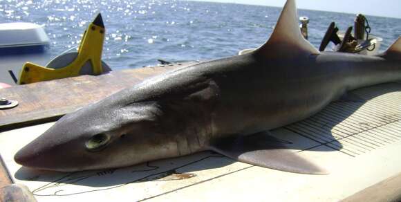 Image of Dusky Smoothhound