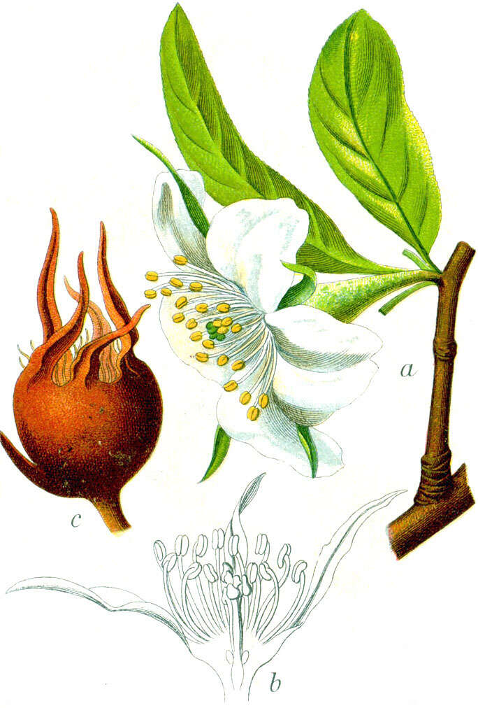 Image of Medlar