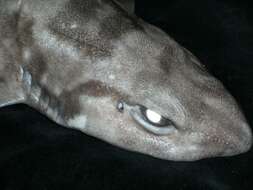 Image of Blotched Catshark