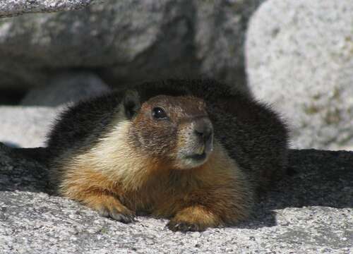 Image of Marmota subgen. Petromarmota Steppan et al. 1999