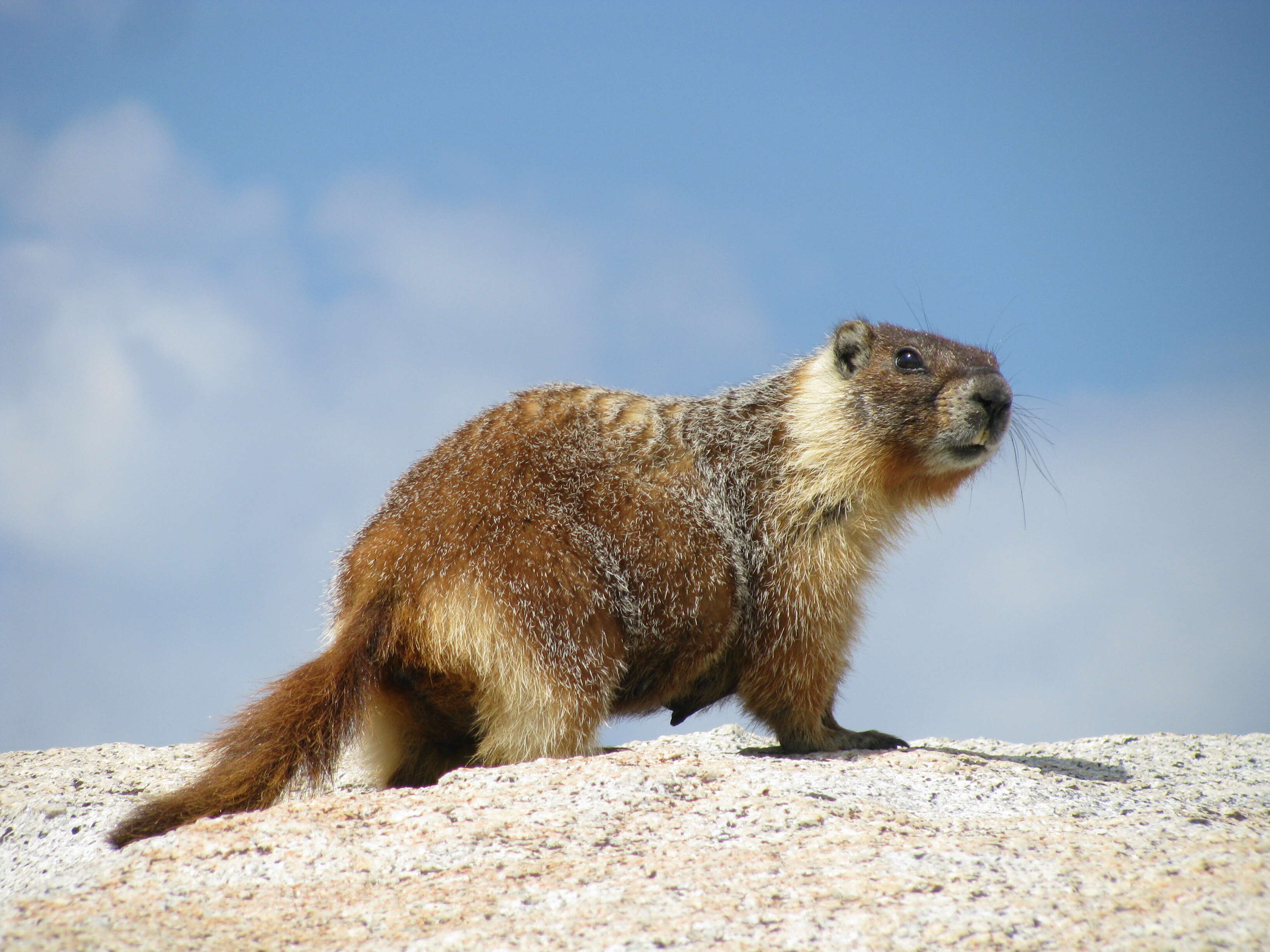 Image of Marmota subgen. Petromarmota Steppan et al. 1999