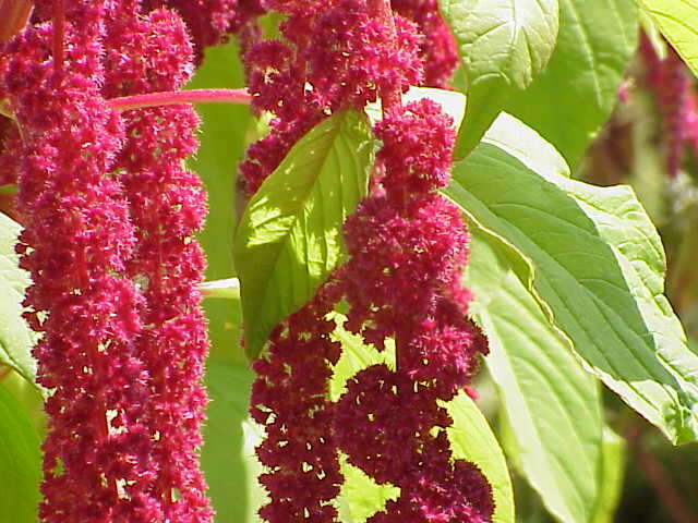 Imagem de Amaranthus caudatus L.