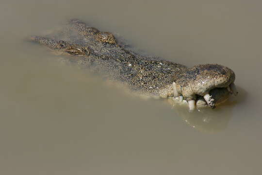 Image of Estuarine Crocodile