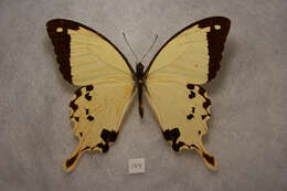 Image of African Swallowtail