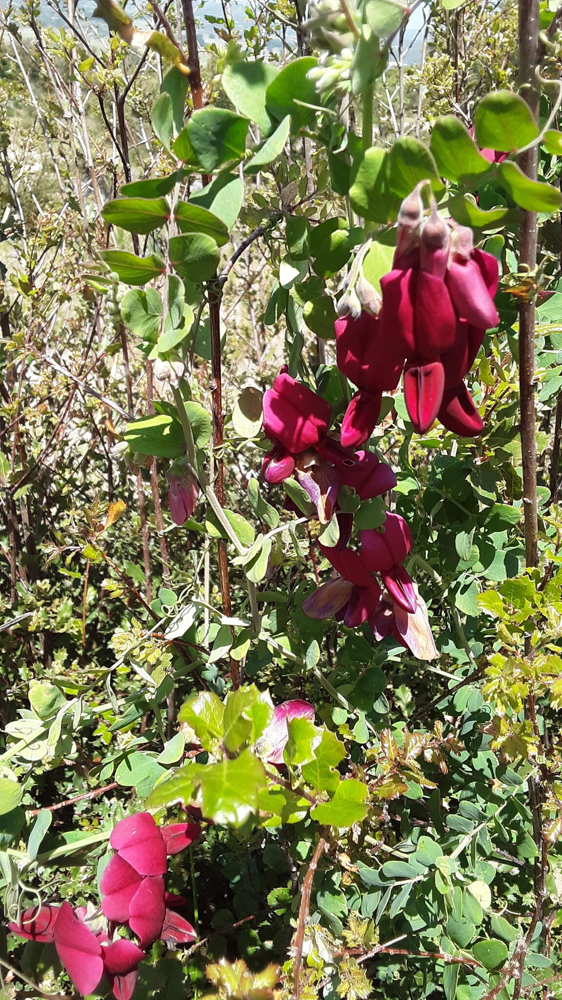 Imagem de Lathyrus splendens Kellogg