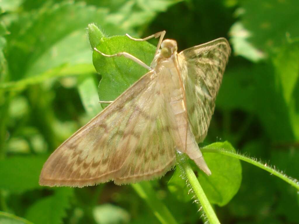 Image of Mother of Pearl