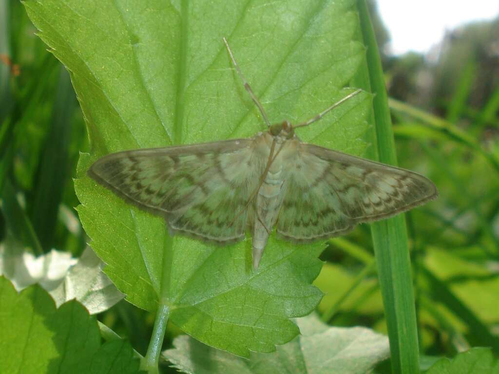 Image of Mother of Pearl