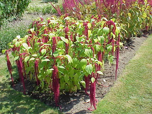 Image of love-lies-bleeding