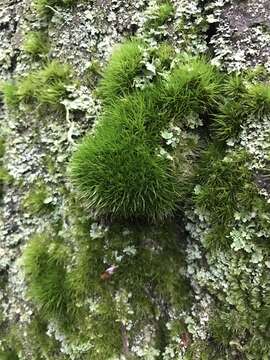 Image of dicranum moss