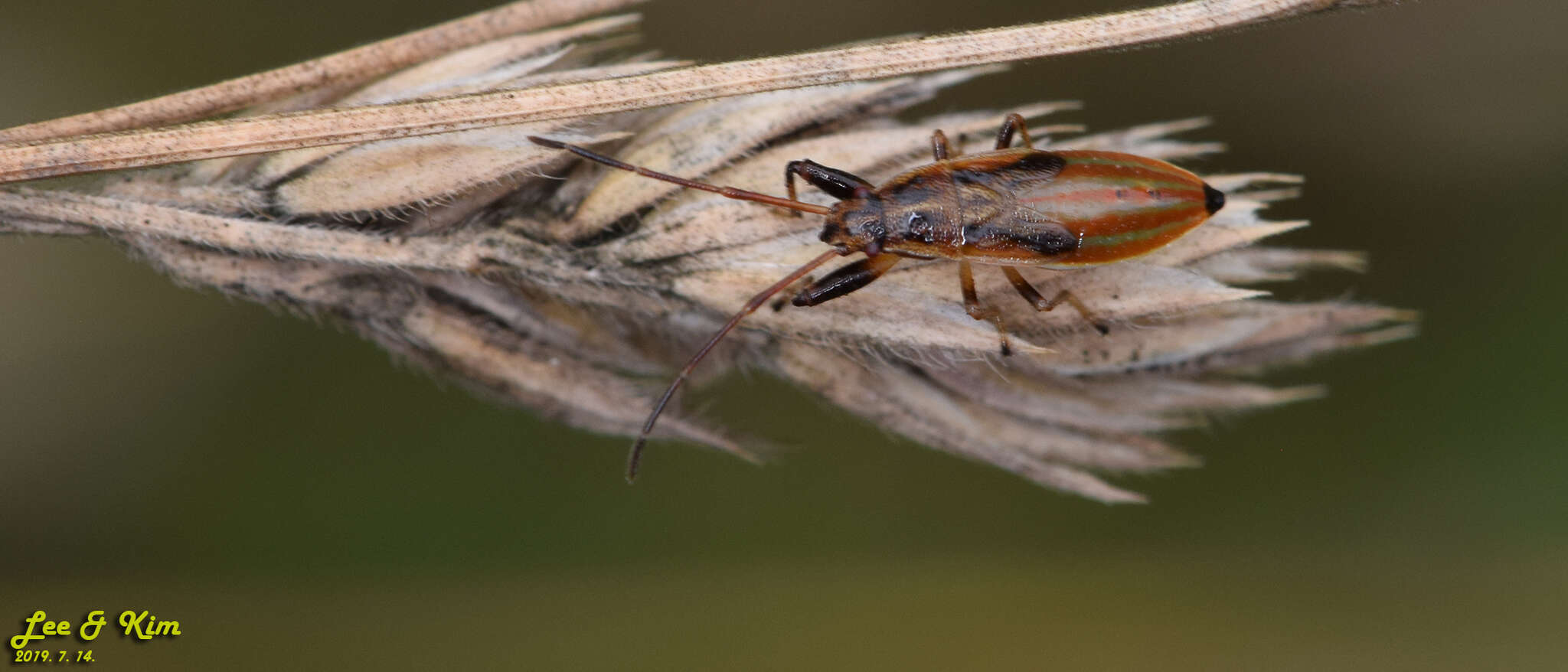 Image of Pachygrontha antennata (Uhler & P. R. 1860)