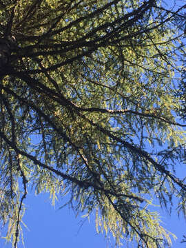 Image of European Larch