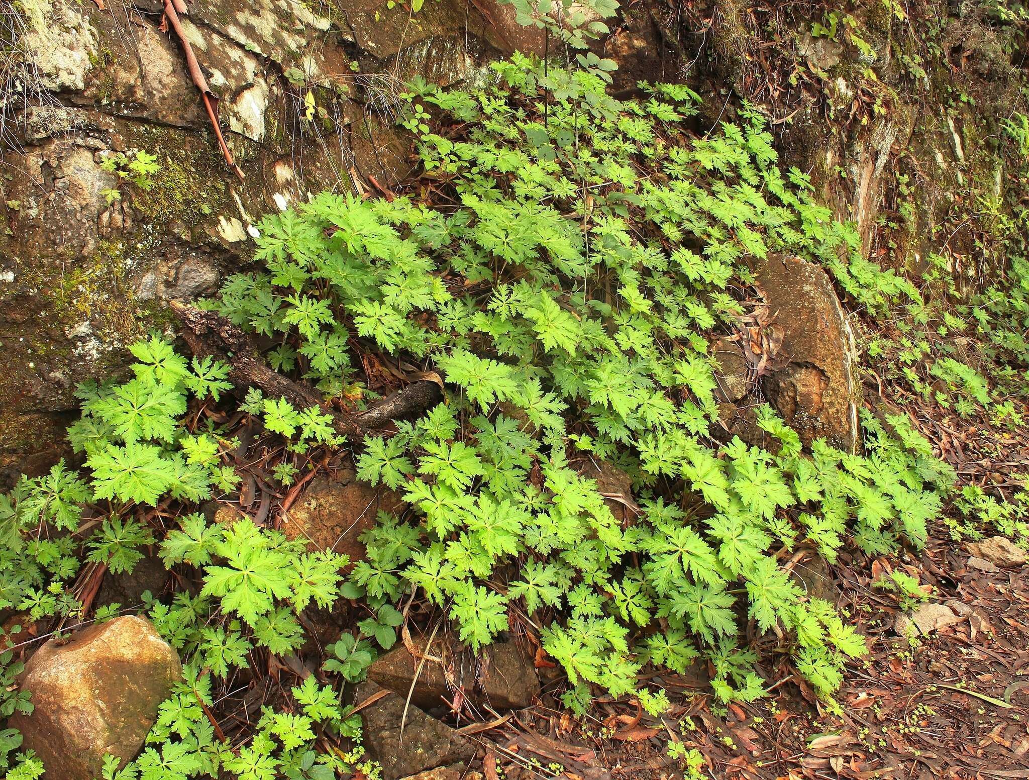 Image of Geranium reuteri Aedo & Muñoz Garm.