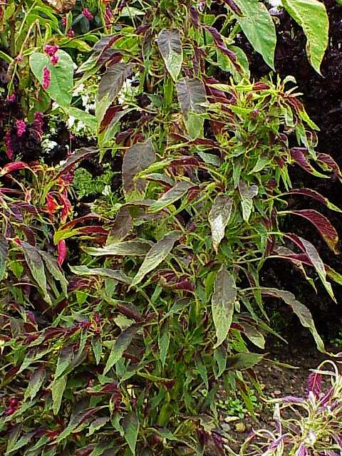 Imagem de Amaranthus tricolor L.