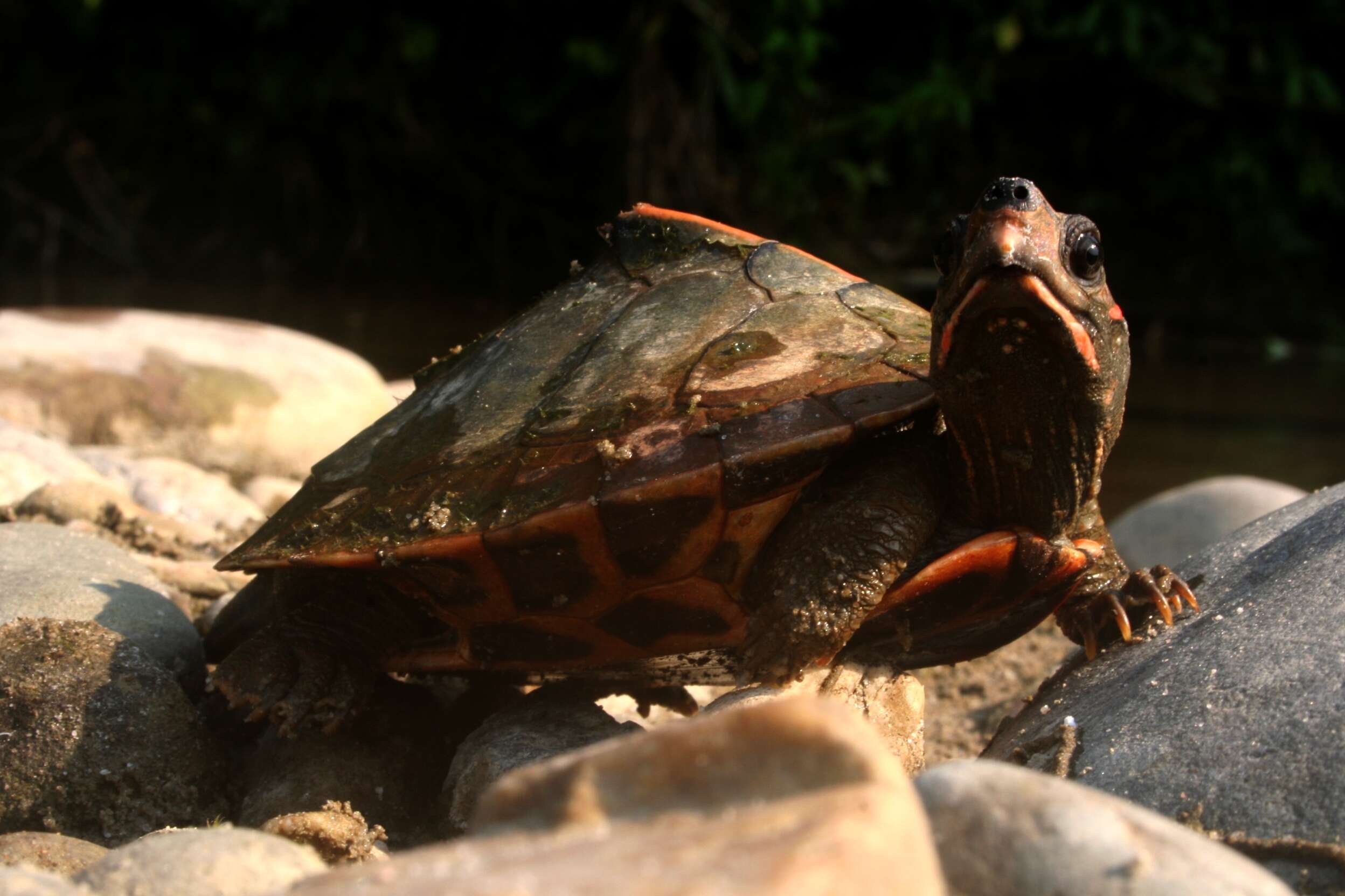 Image of Assam Roofed Turtle