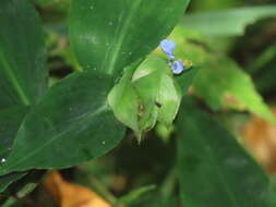 Commelina paludosa Blume的圖片