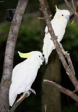 Image of Sulphur-crested Cockatoo