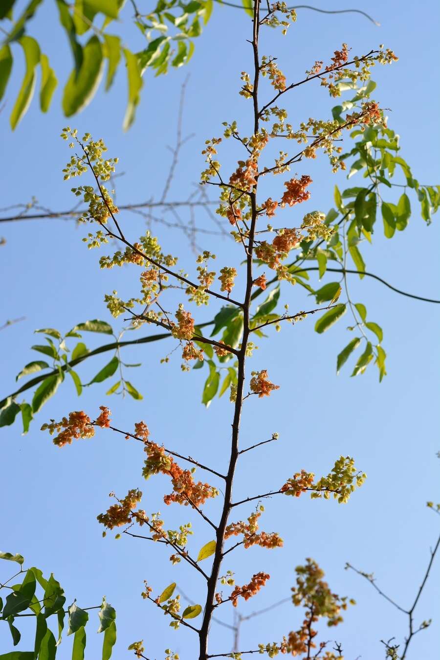 Image of Gymnopodium