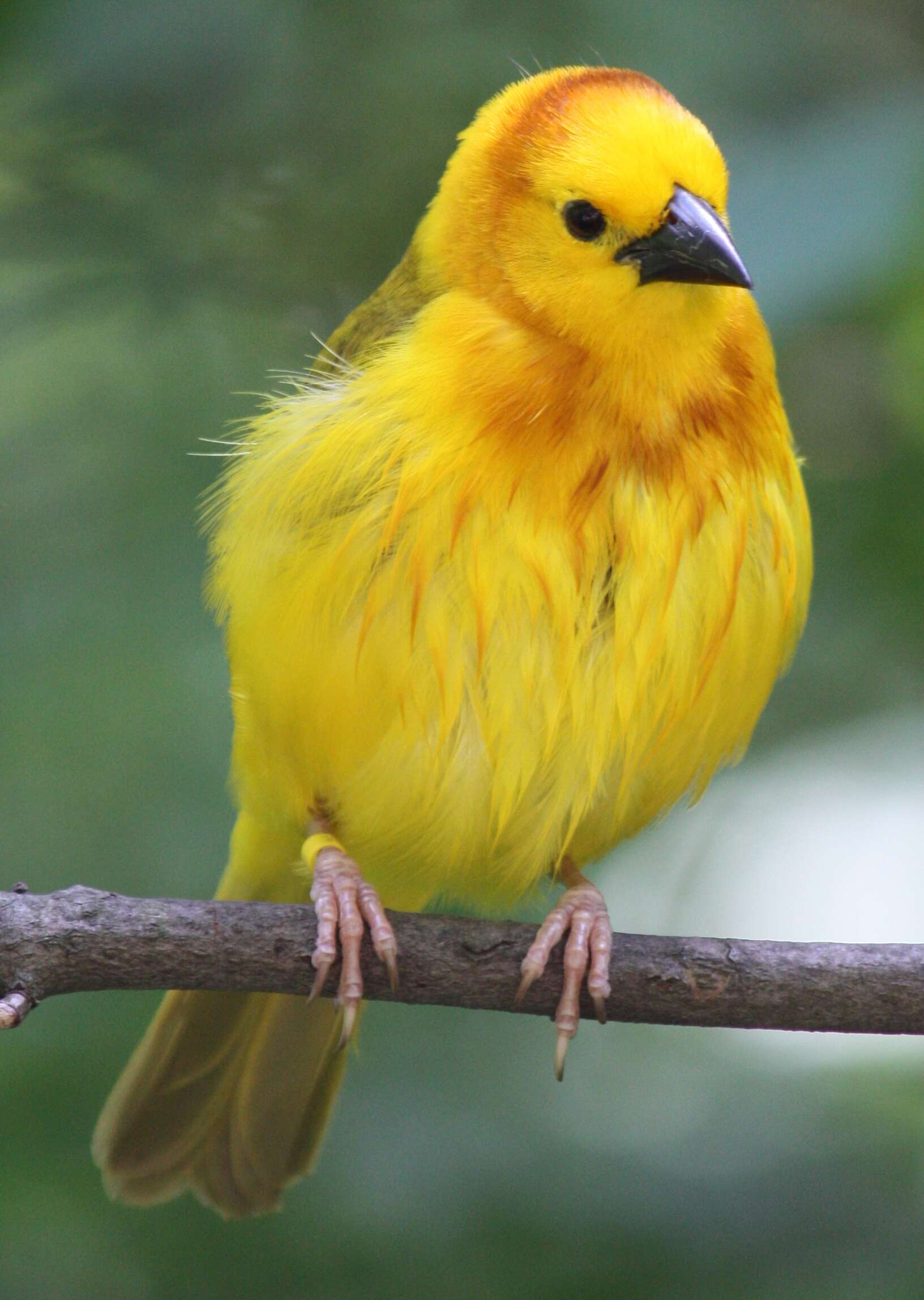 Image of Taveta Golden Weaver