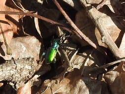 Image of Cicindela (Cicindela) scutellaris flavoviridis Vaurie 1950