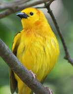 Image of Taveta Golden Weaver