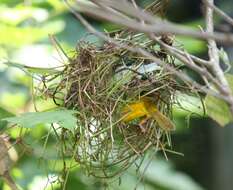 Image of Taveta Golden Weaver