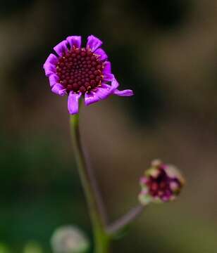 Image de Othonna cakilifolia DC.