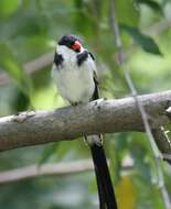 Image of Pin-tailed Whydah